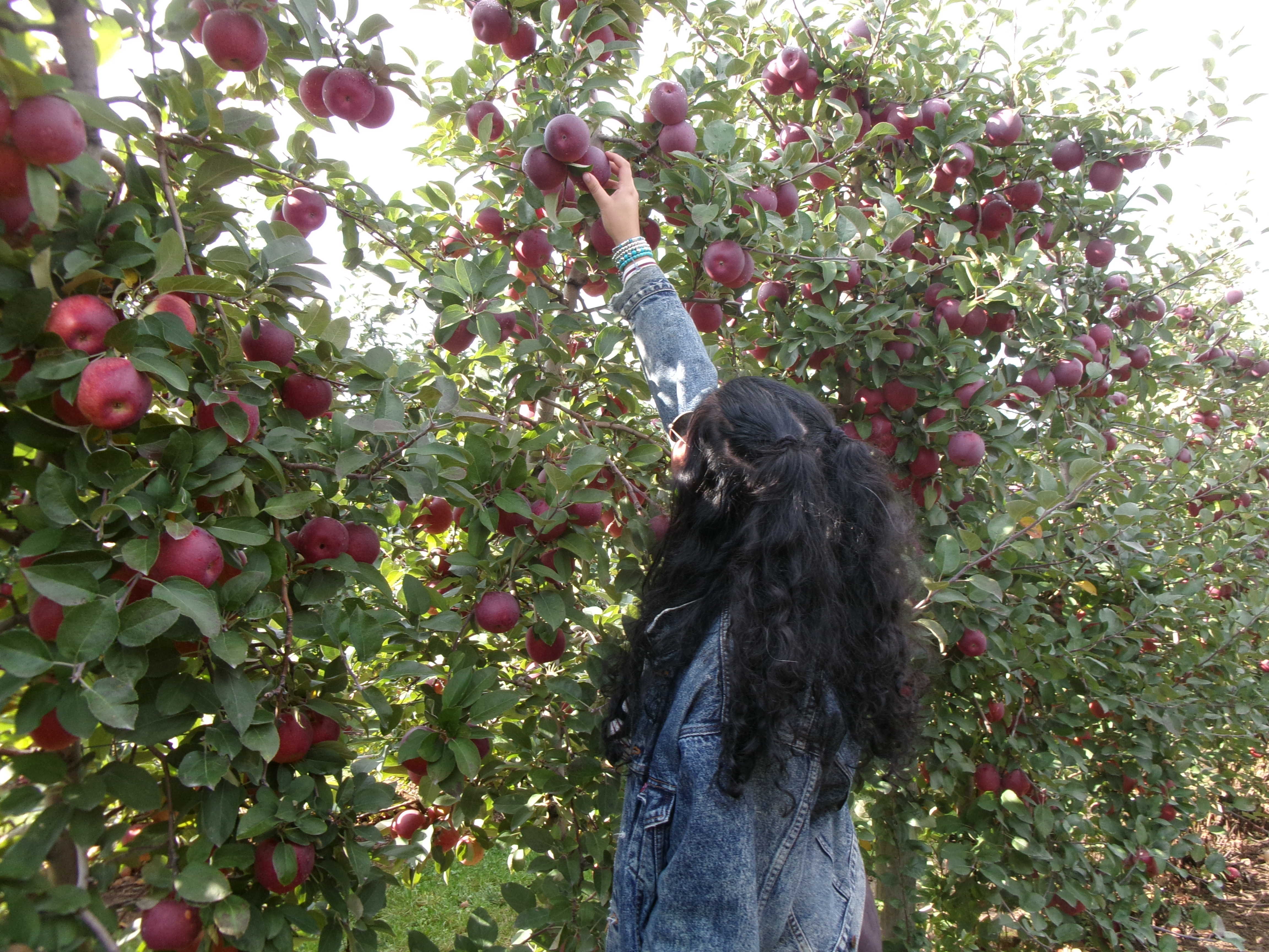 Apple Picking